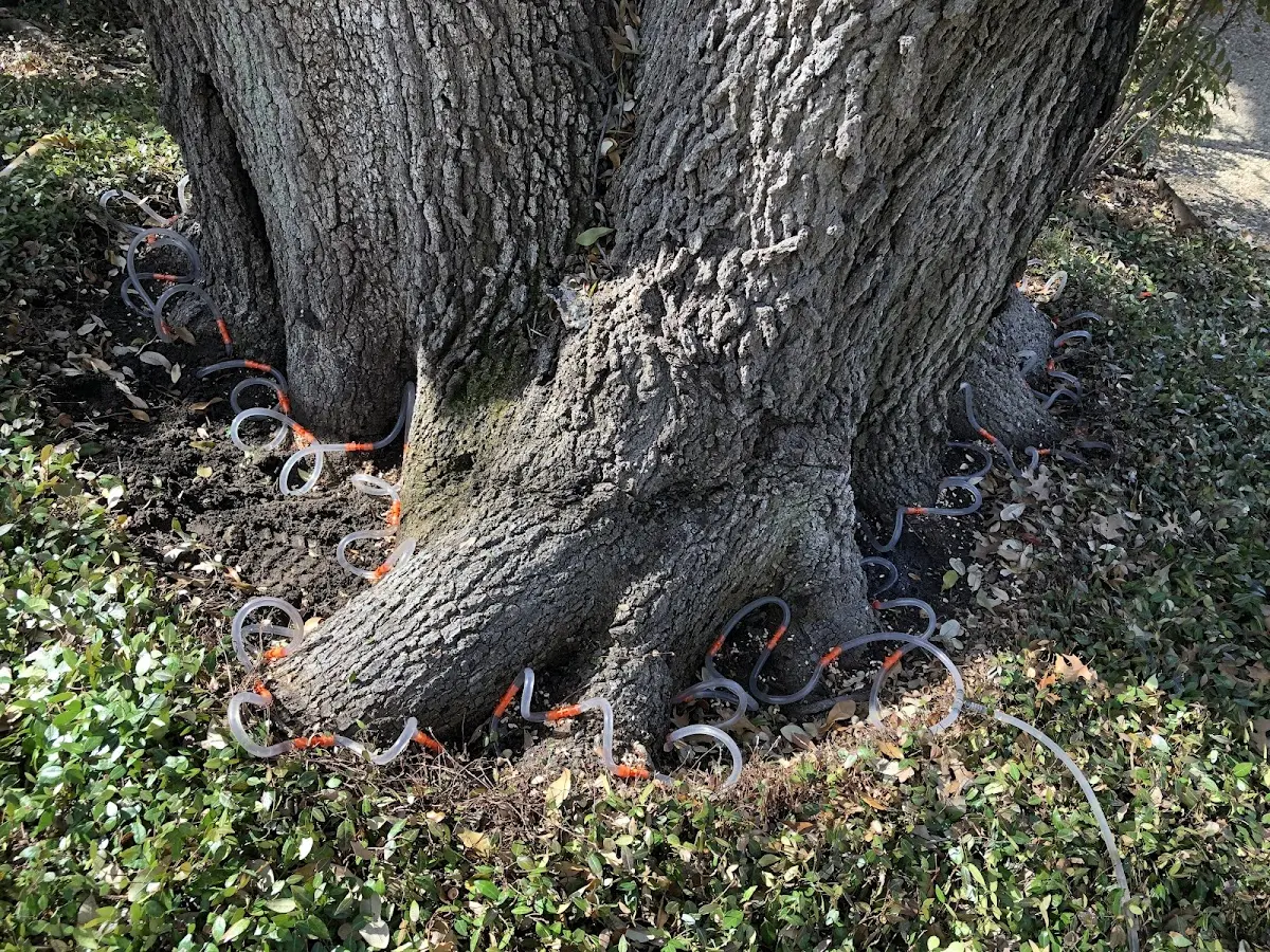 Detailed Tree Cabling and Bracing job site in Cyclone