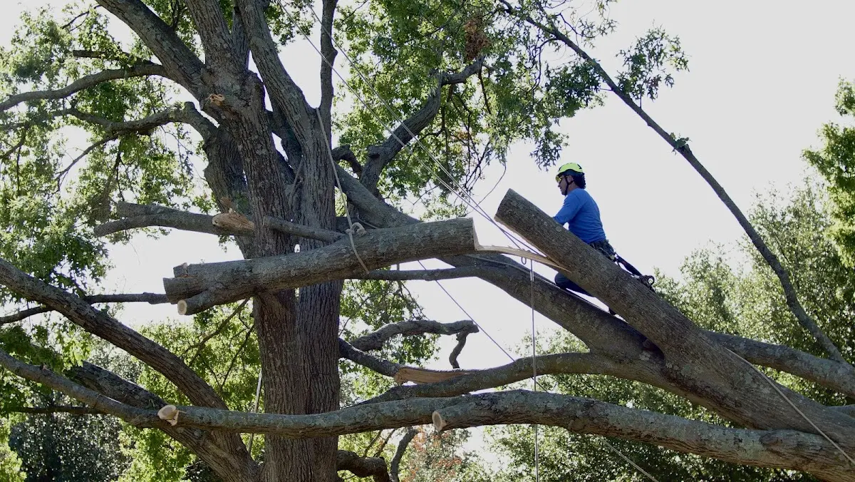 Professional Crown Thinning performed by certified arborists in Cyclone