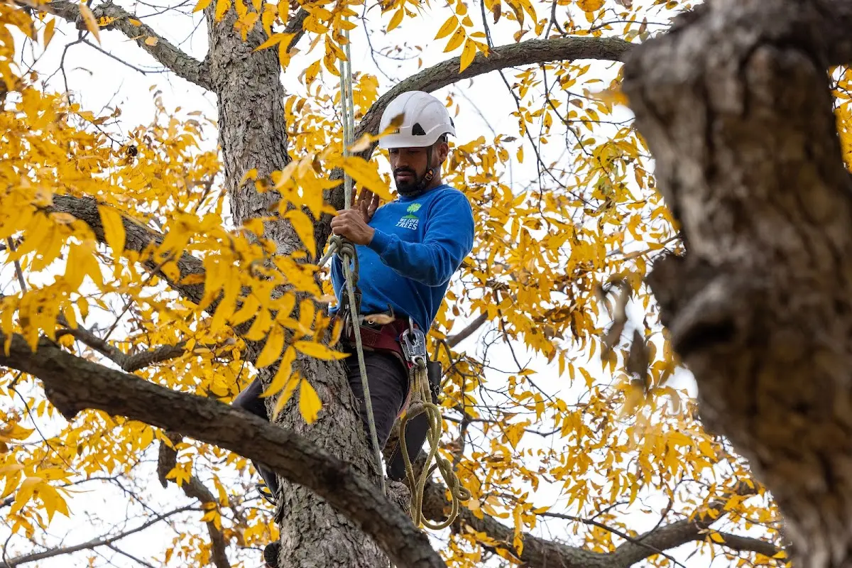 Skilled Dead Tree Removal crew working in Cyclone